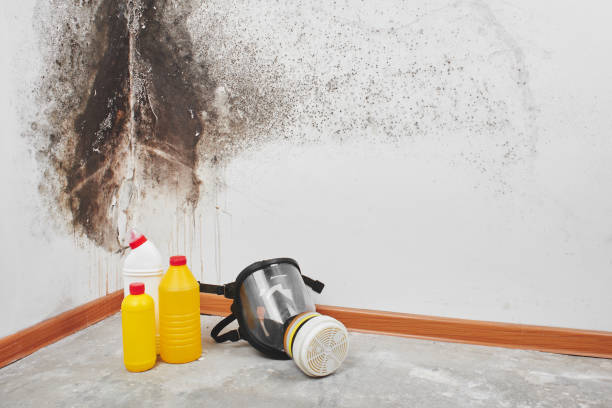 Best Industrial Mold Remediation in Hutto, TX