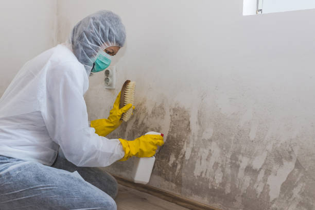 Best Post-Flood Mold Remediation in Hutto, TX