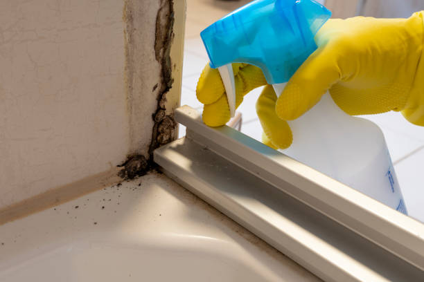 Best Residential Mold Remediation in Hutto, TX