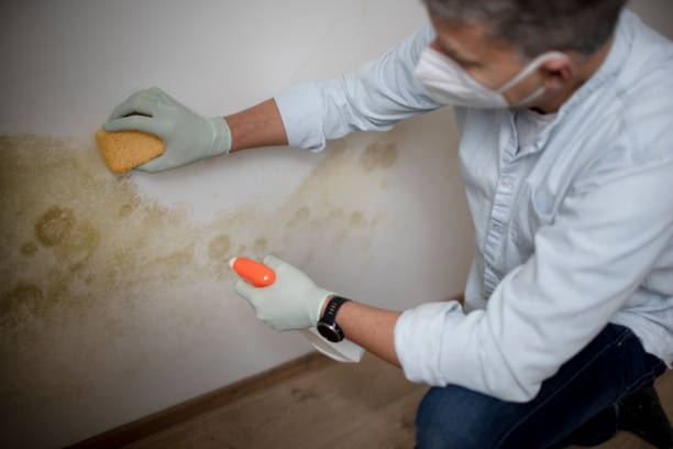 Best Post-Flood Mold Remediation in Hutto, TX