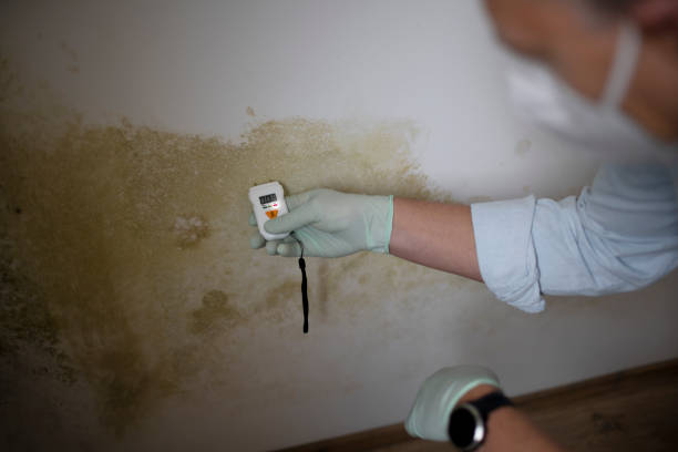 Best Basement Mold Remediation in Hutto, TX
