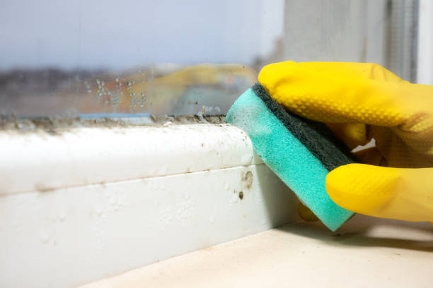 Best Kitchen Mold Remediation in Hutto, TX