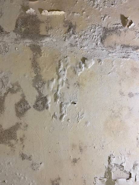 Best Black Mold Remediation in Hutto, TX