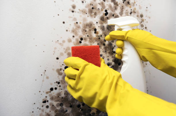 Best Mold Remediation for Schools in Hutto, TX