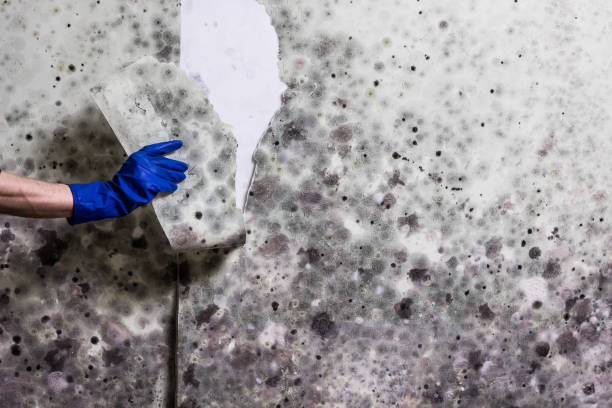 Best White Mold Remediation in Hutto, TX