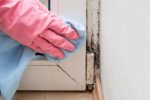 Best Mold Remediation for Specific Building Types in Hutto, TX