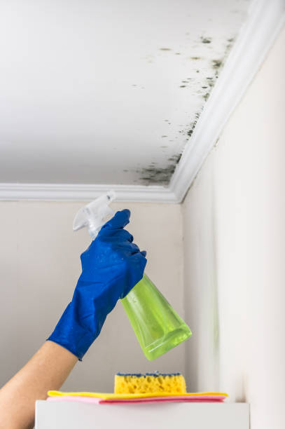 Best Black Mold Remediation in Hutto, TX