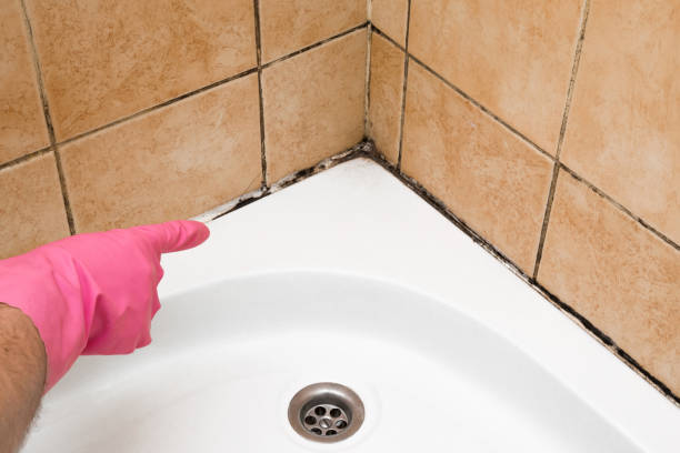 Best Kitchen Mold Remediation in Hutto, TX